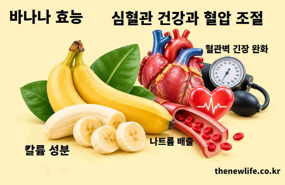 바나나 효능 심혈관 건강 혈압 조절