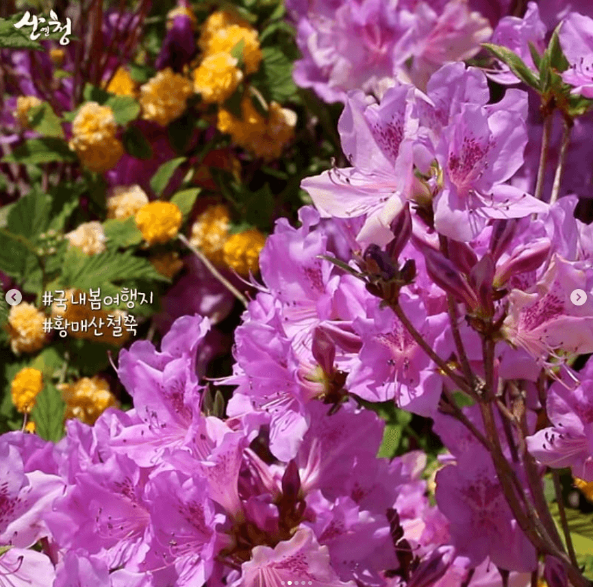황매산 철쭉축제 기간