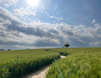 고창 청보리밭 실시간 개화 상황