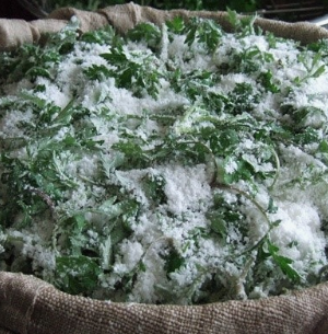 쑥 효능 부작용 칼로리 요리