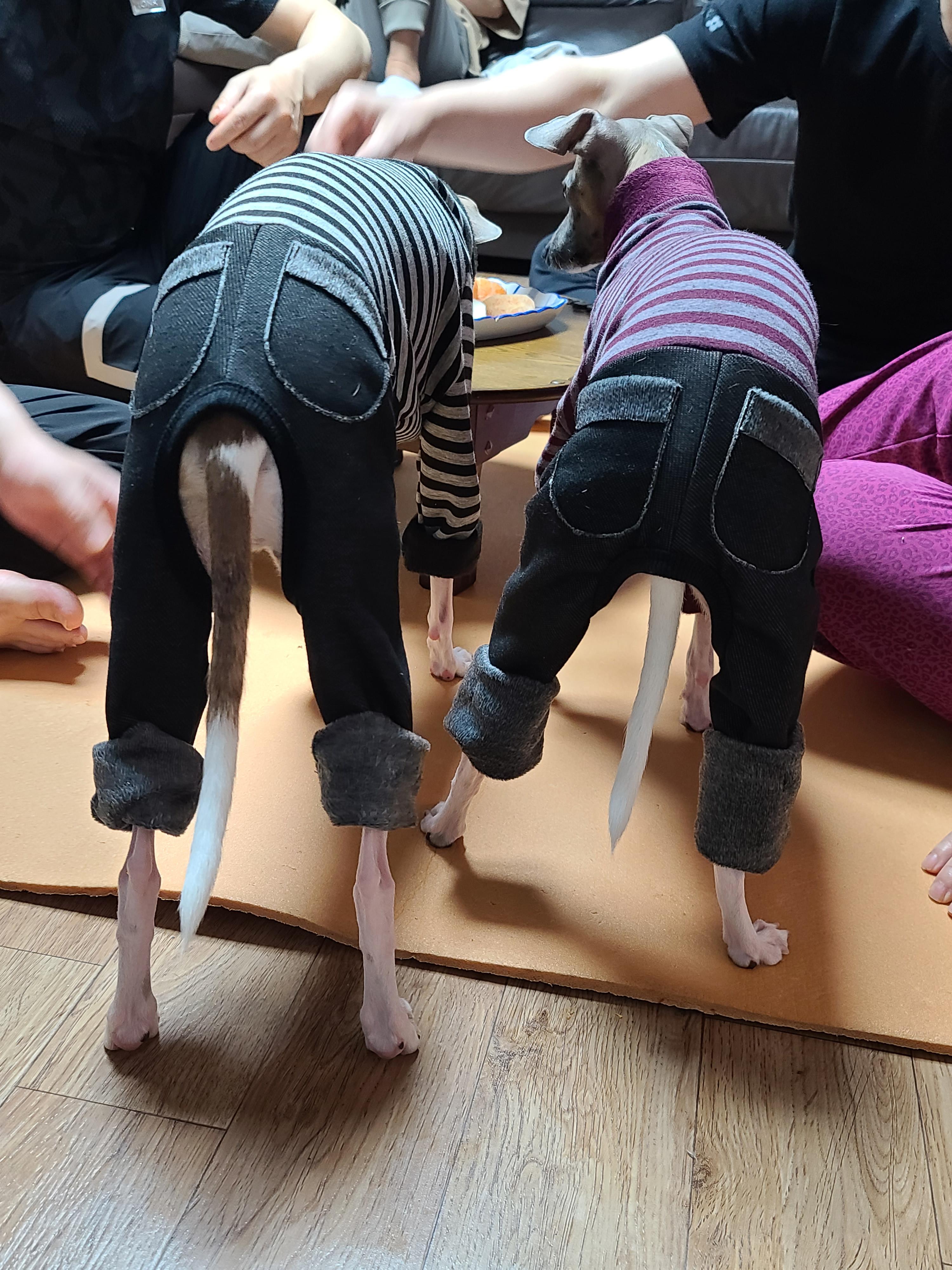 나는 강아지 조카들이 있다. 쏭! 팽!