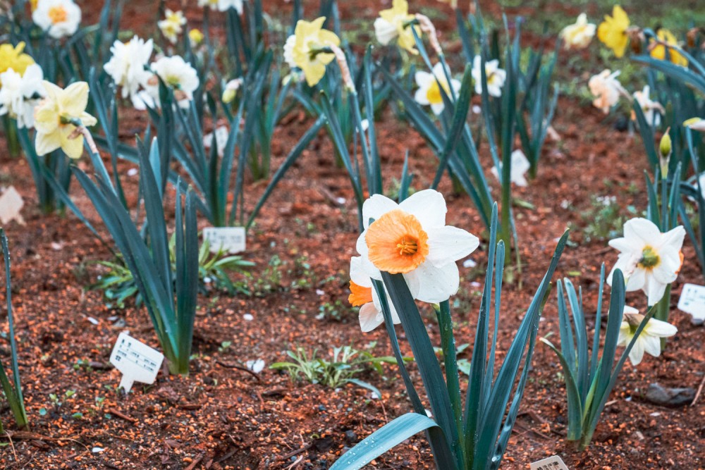 2025 봄꽃 보령 무궁화 수목원 배꽃 조팝나무 터널