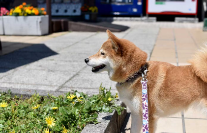 산책중인 강아지
