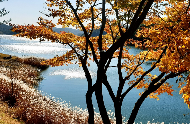 청남대 국화꽃 축제