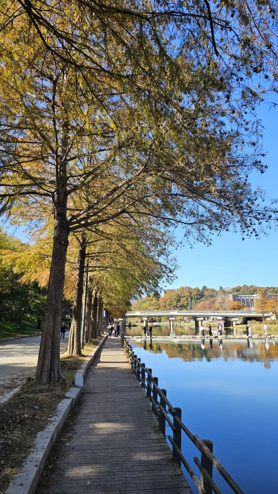 담양 관방제림 늦가을 산책 : 단풍마저 고요해진 숲길 걷기 여행