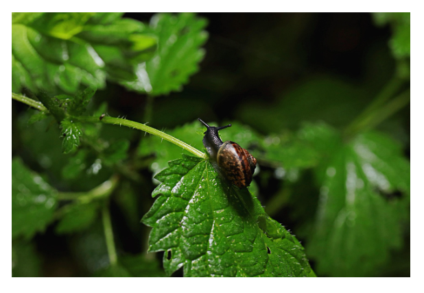지구상에서 가장 오래된 살아있는 생물 TOP 5
