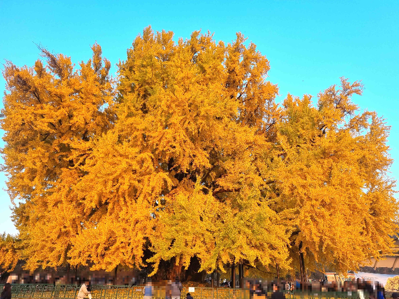 반계리 은행나무, 원주 반계리 은행나무, 반계리 은행나무 주차장, 은행나무 단풍, 은행나무 숲, 단풍절정 시기
