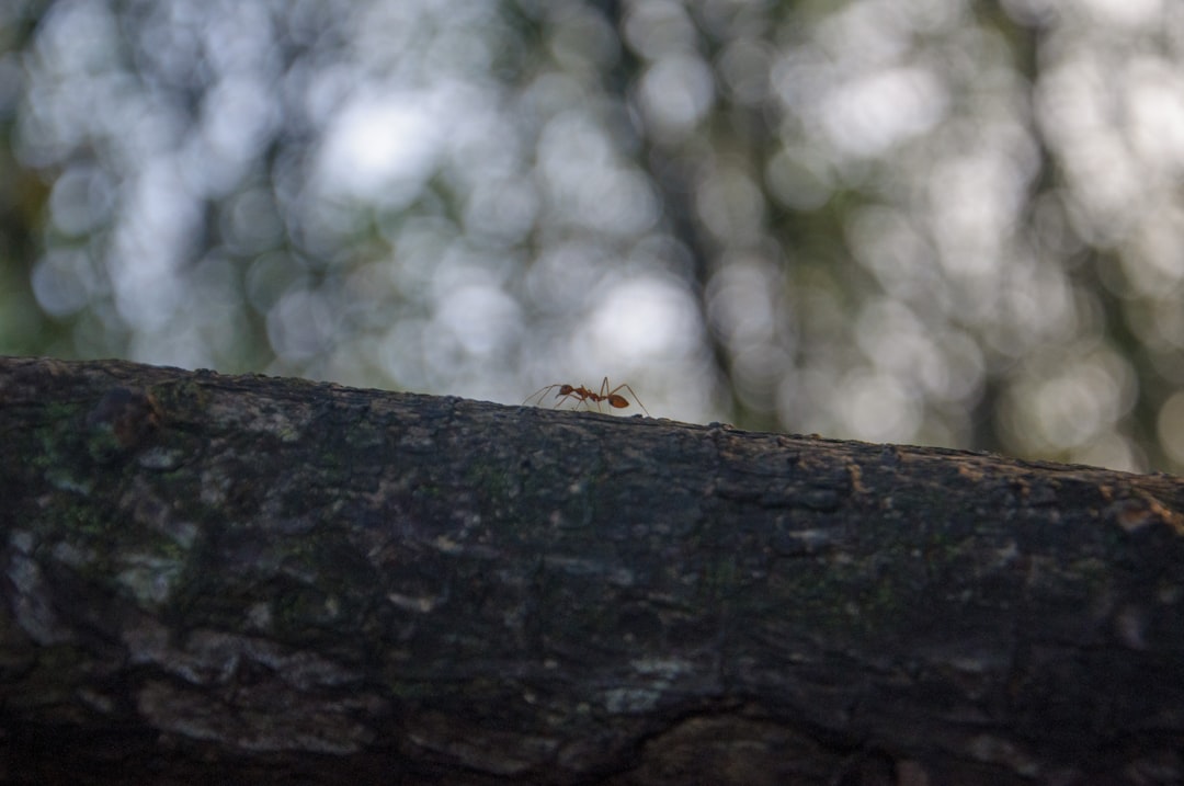 Ants