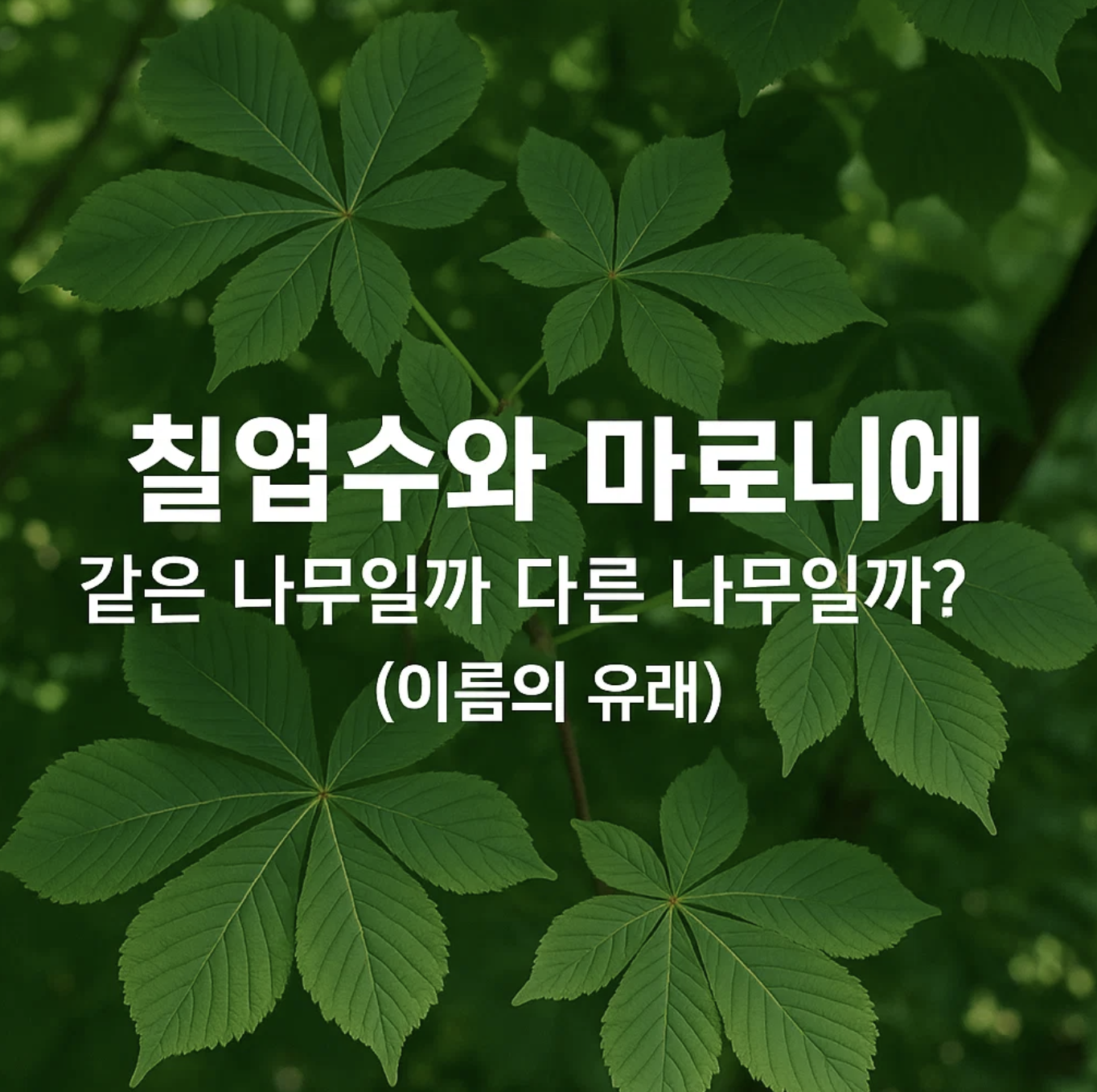 칠엽수와 마로니에, 같은 나무일까 다른 나무일까? (이름의 유래)