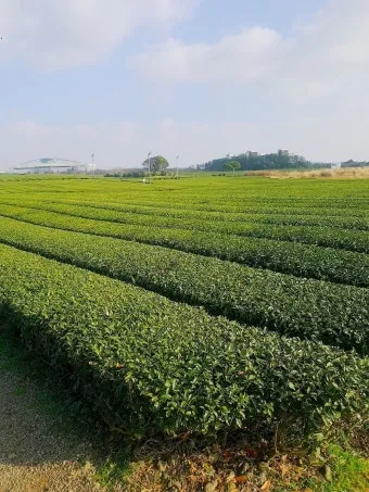 제주 오설록 티뮤지엄 관람 팁과 근처 카페 안내_3
