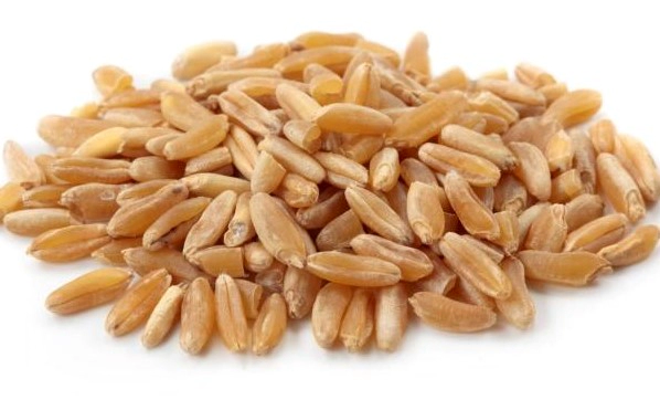 카무트쌀효능 11가지