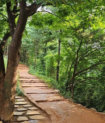 매봉산 치유 숲길