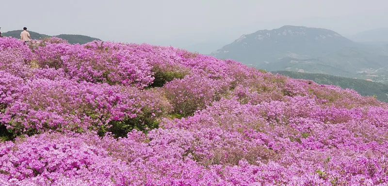 합천 황매산 철쭉