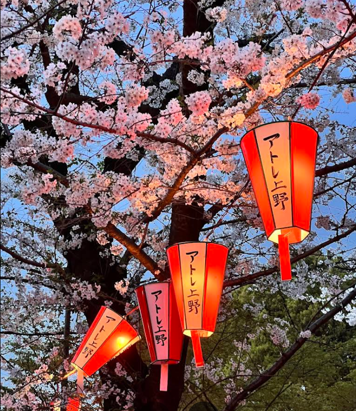 우에노공원 사쿠라 밤산책