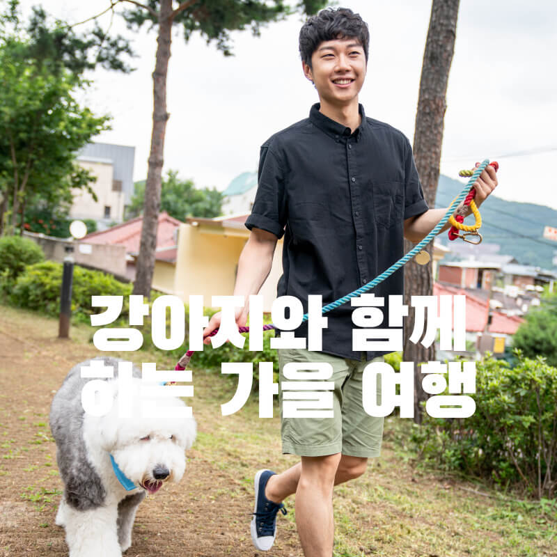 강아지와 함께하는 가을 여행