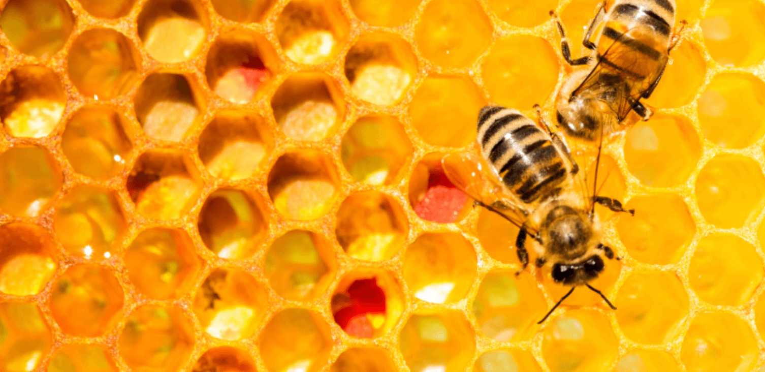 프로폴리스 효능