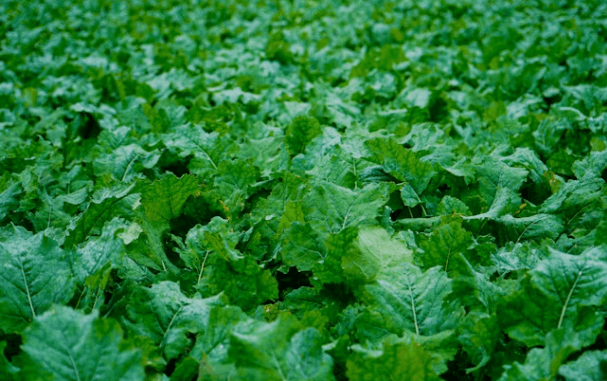 40대 여성을 위한 건강 식단: 전문가가 추천하는 10가지