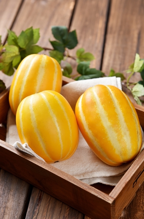 참외 껍질 참외씨 효능 5가지 참외 고르는 방법 1개 칼로리 참외장아찌 담그는 법