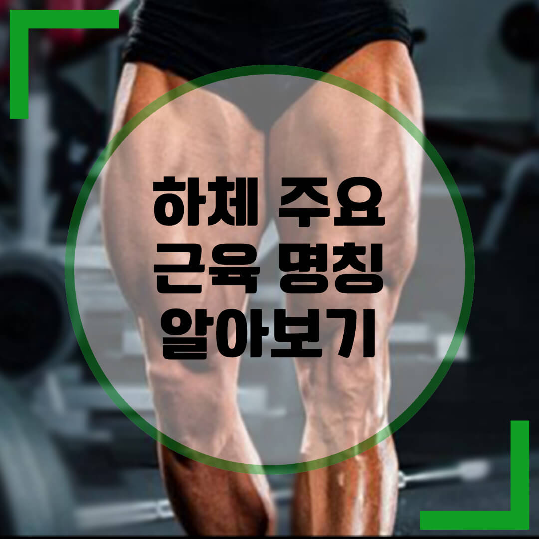 하체 주요 근육