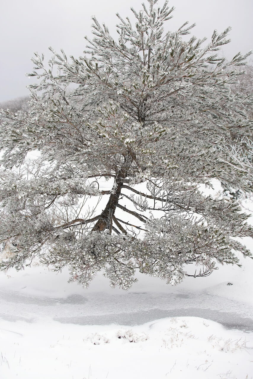 수미마을 양평빙송어축제