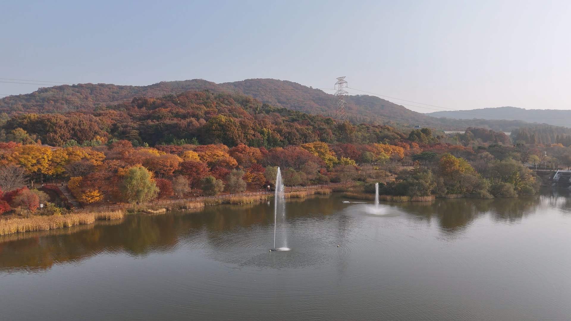 장수동 은행나무