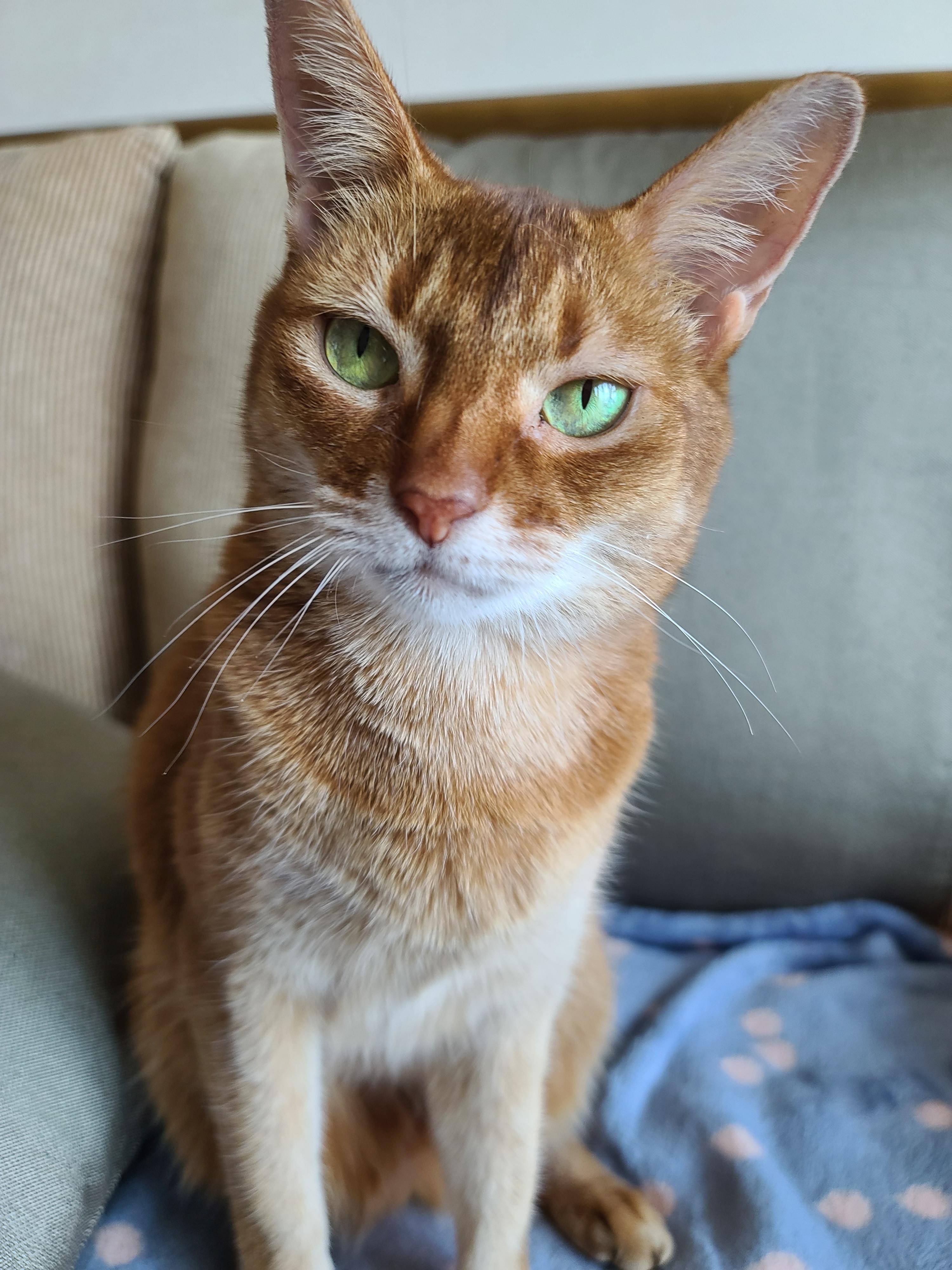 서열1위 아비시니안 루나의 쫑알쫑알.(루나의 속마음)