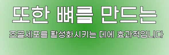  또한 뼈를 만드는 조골세포를 활성화시키는 데에 효과적입니다