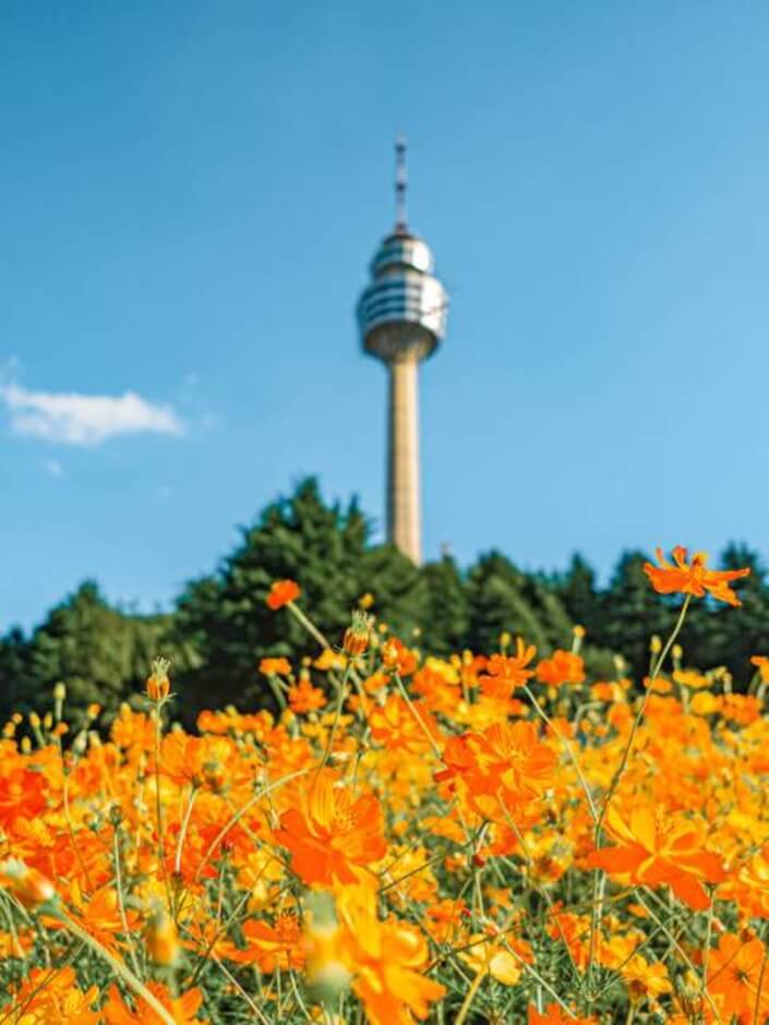 가을 여행지 코스모스 꽃구경 추천 장소