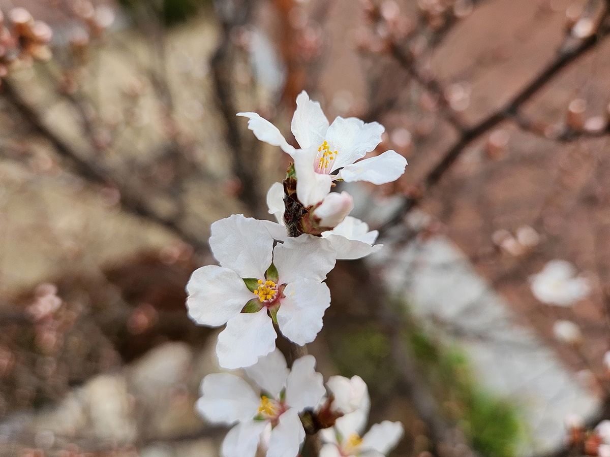 앵도나무(앵두나무)