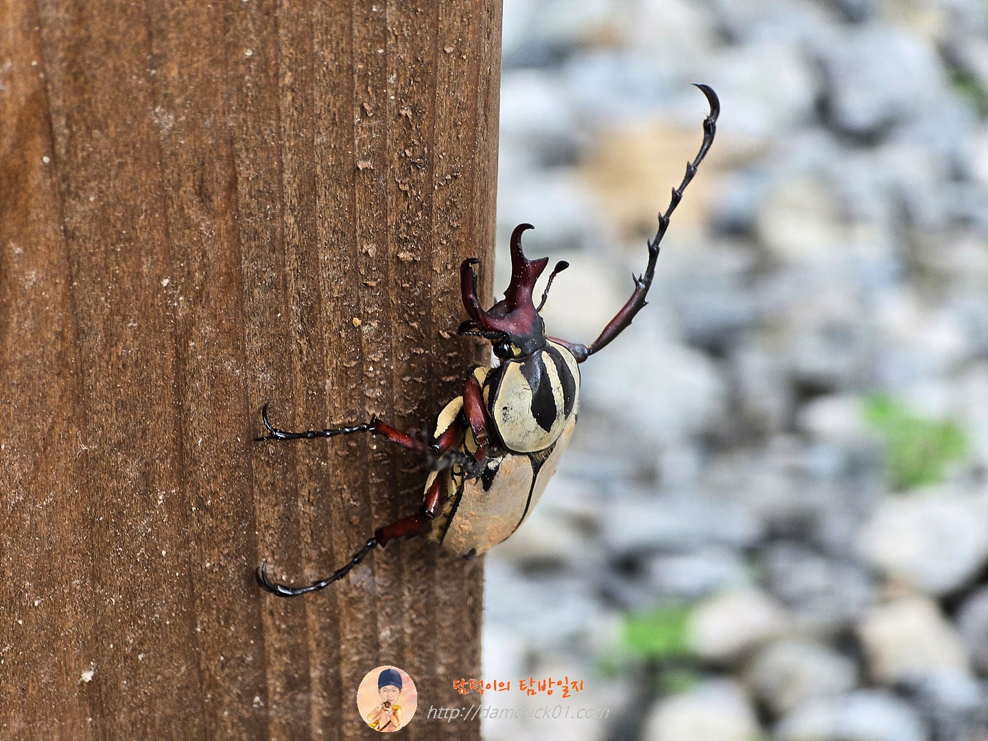 골리앗 꽃무지(?)