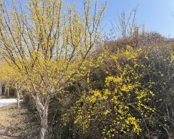 구례 산수유축제_13