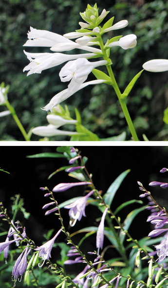 옥잠화 꽃 피는시기 꽃말 종류 비비추 부레옥잠 차이 키우기 방법 관리 팁3