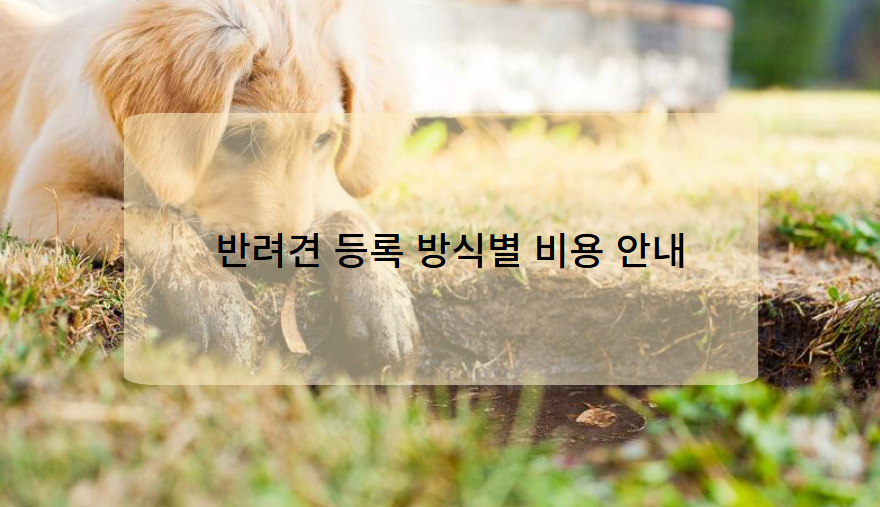 반려견 등록 방식별 비용 안내