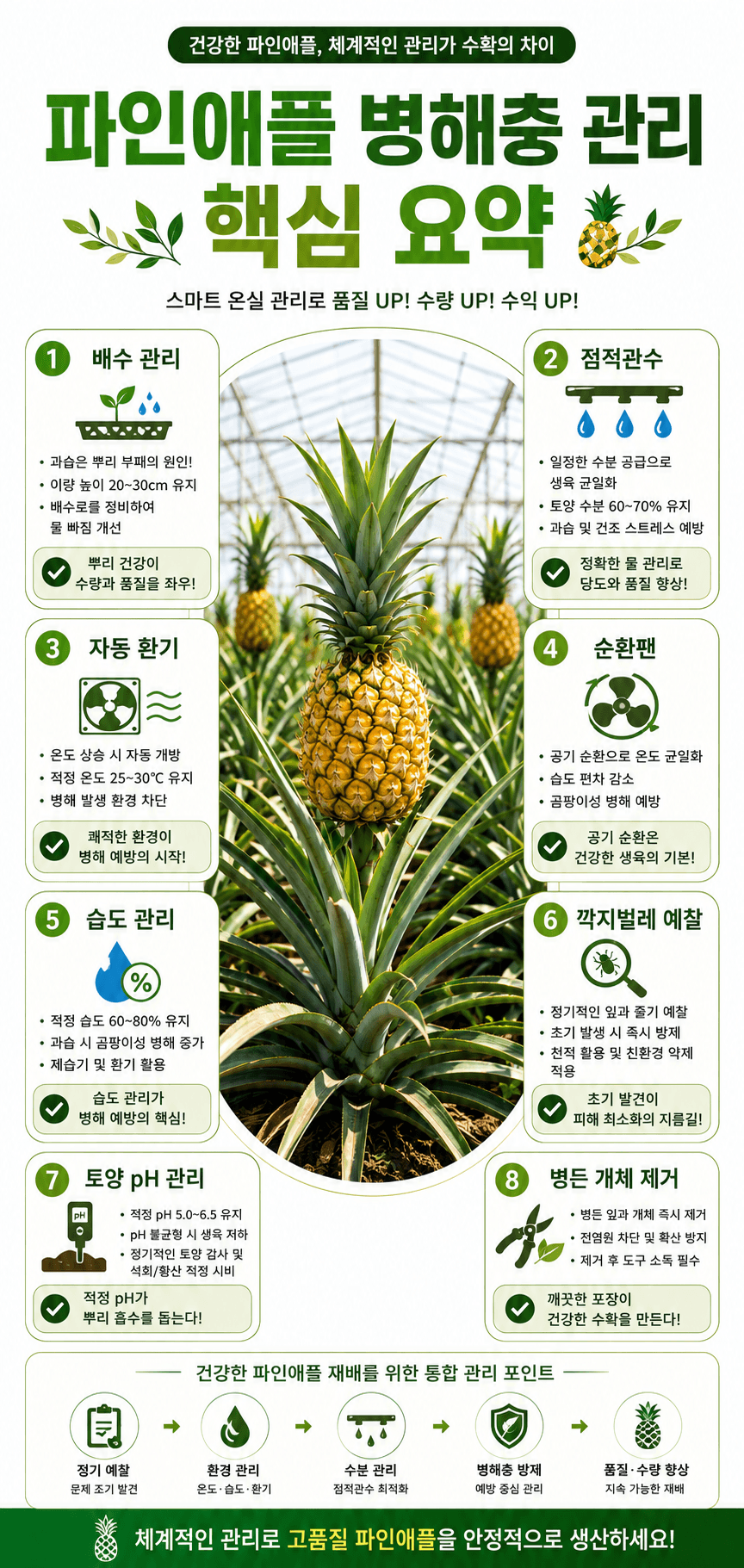 파인애플 병해충관리 인포그래픽