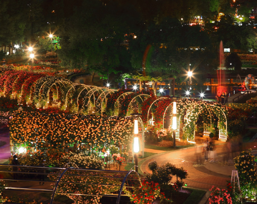 곡성 세계장미축제 개화상황