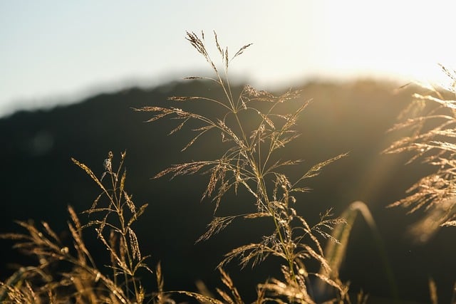 전기차 보조금