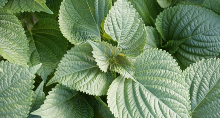 깻잎으로 지키는 건강 비법