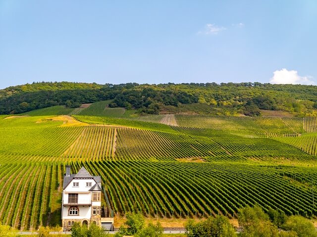 성조숙증도 유발하는 GMO 식품의 문제점