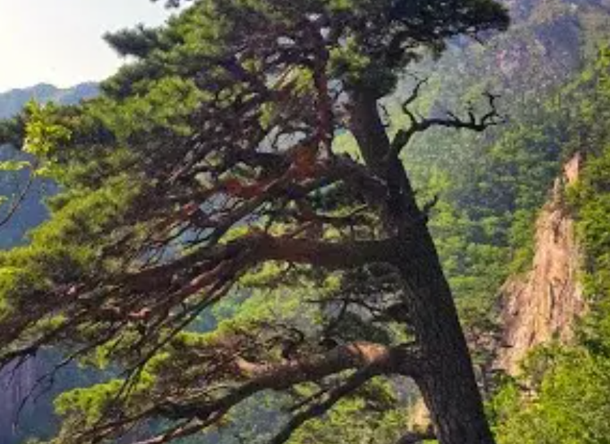설악산 케이블카 운행시간 예약 방법