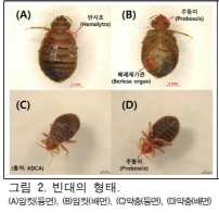 빈대