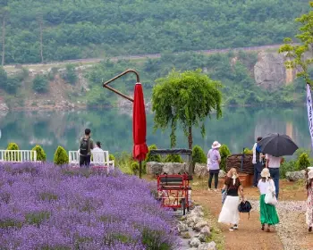 무릉 별유천지 라벤더 축제_6