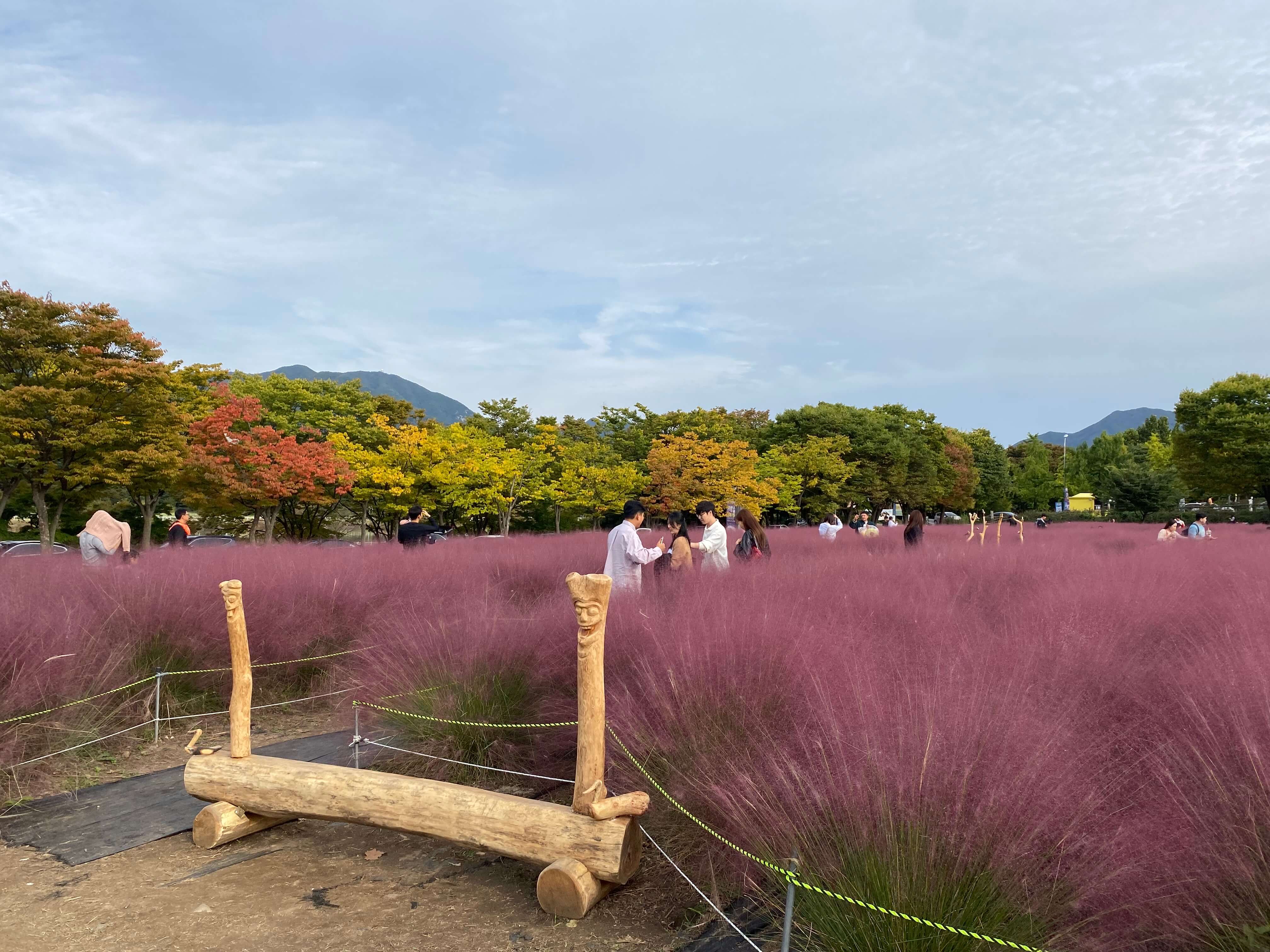 핑크뮬리 하남미사 경정공원 조정경기장