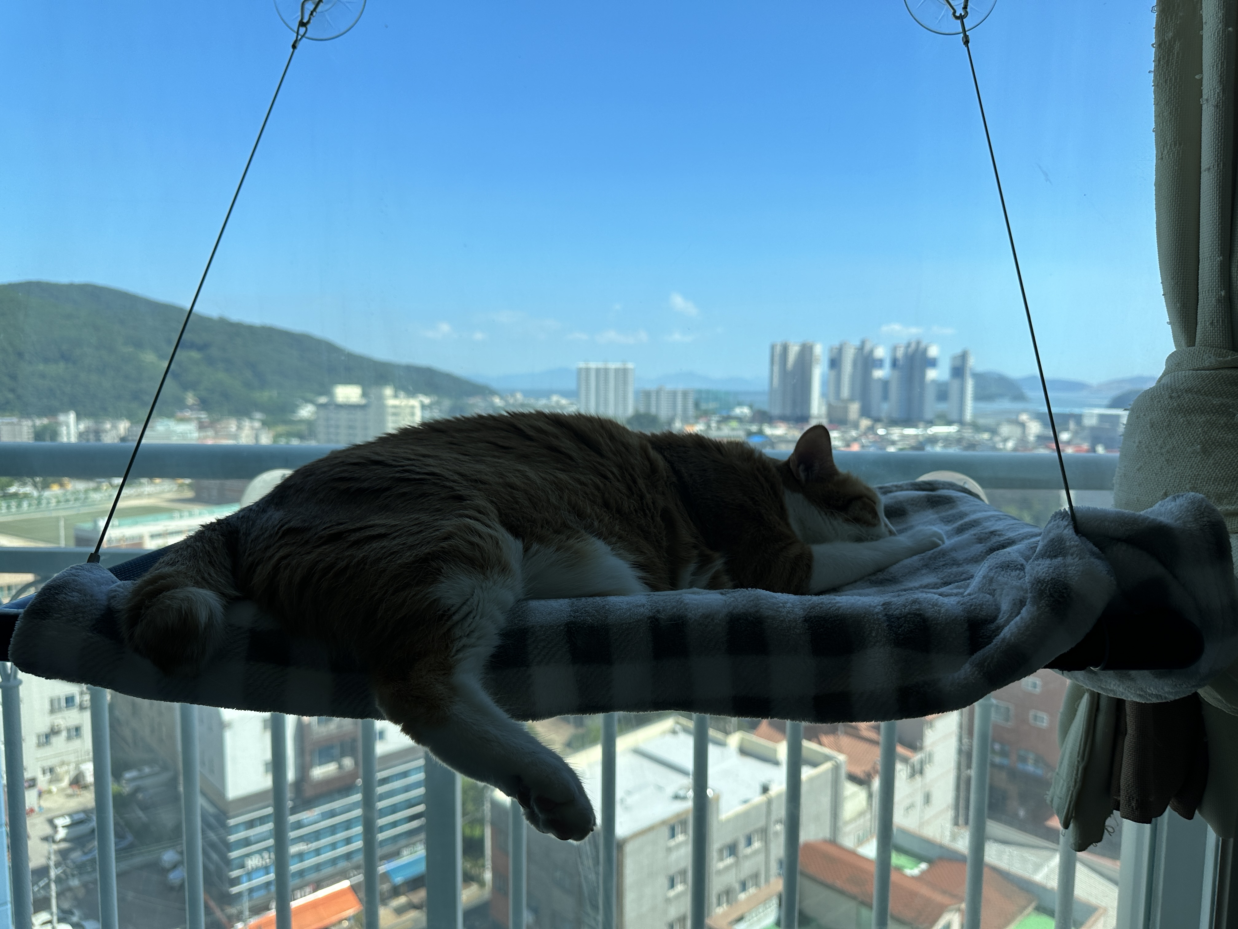 파란하늘과_창문해먹위_고양이
