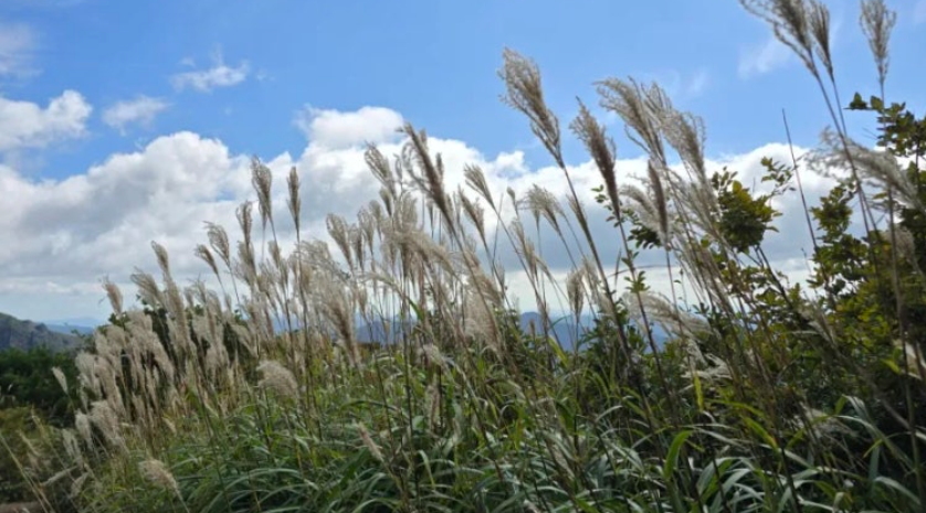 천황산 억새 군락지