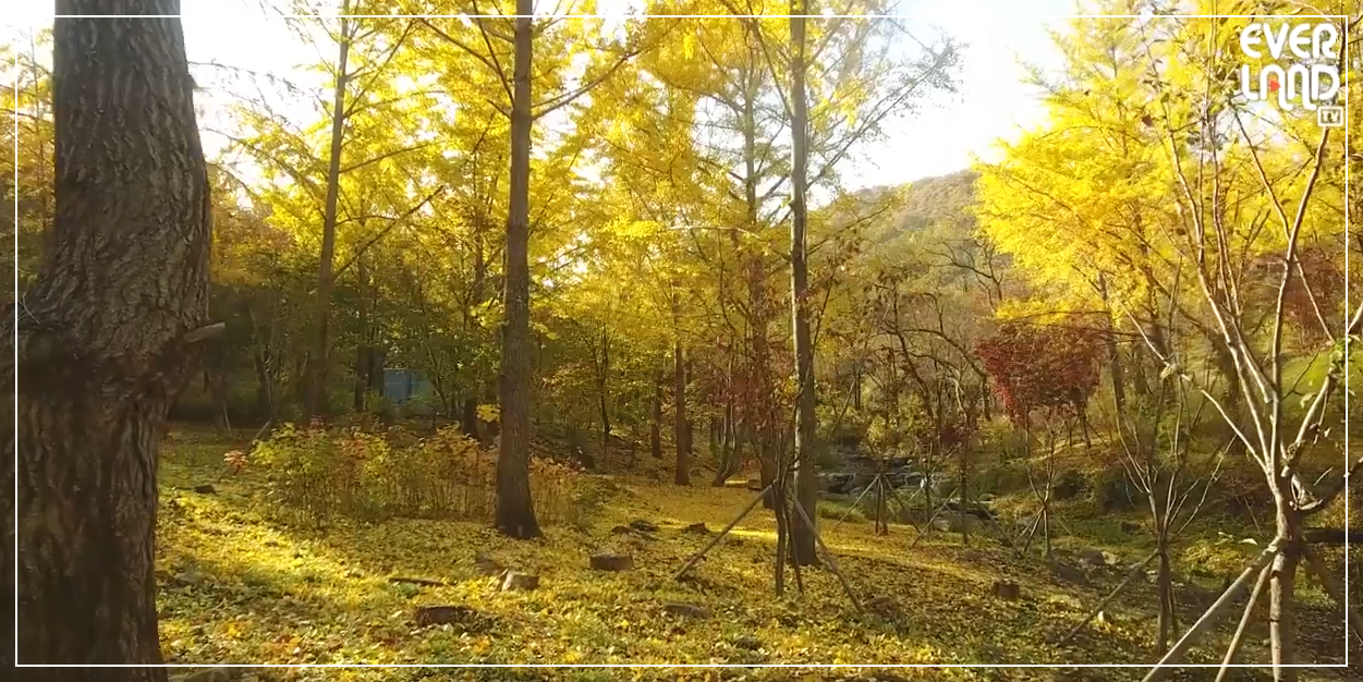 에버랜드 은행나무숲 예약