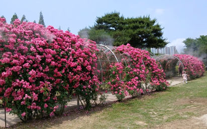 일산 호수공원 + 고양국제꽃박람회2