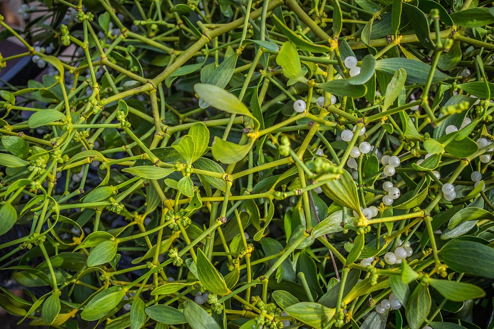 한겨울에도 푸른 겨우살이