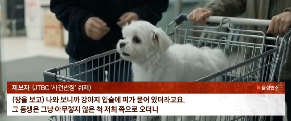 인천 부평 강아지 학대