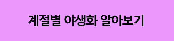 계절별야생화종류