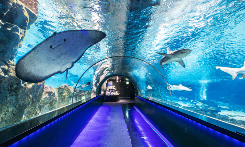 코엑스아쿠아리움